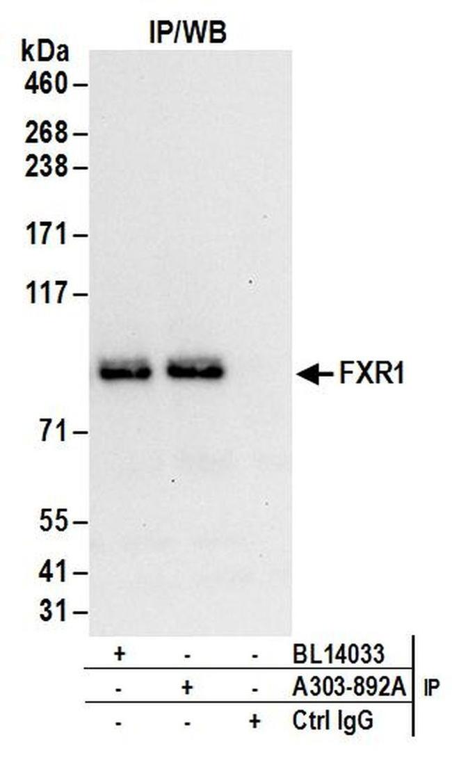 FXR1 Antibody in Western Blot (WB)