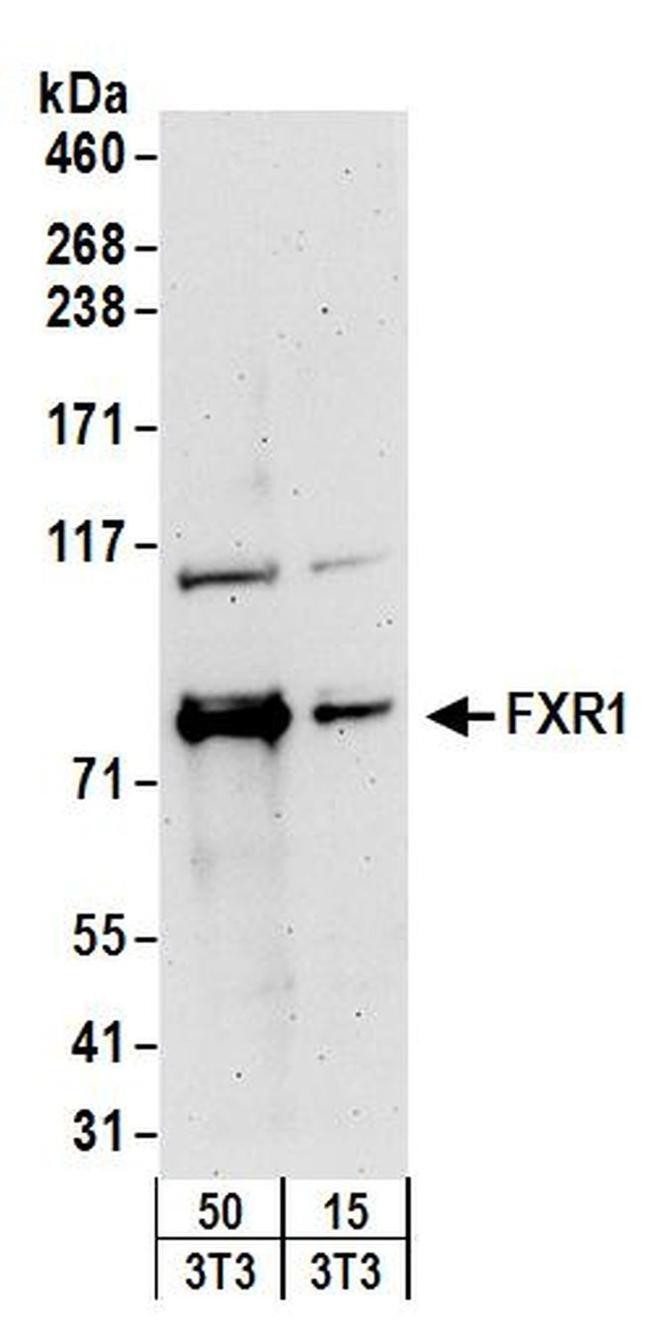 FXR1 Antibody in Western Blot (WB)