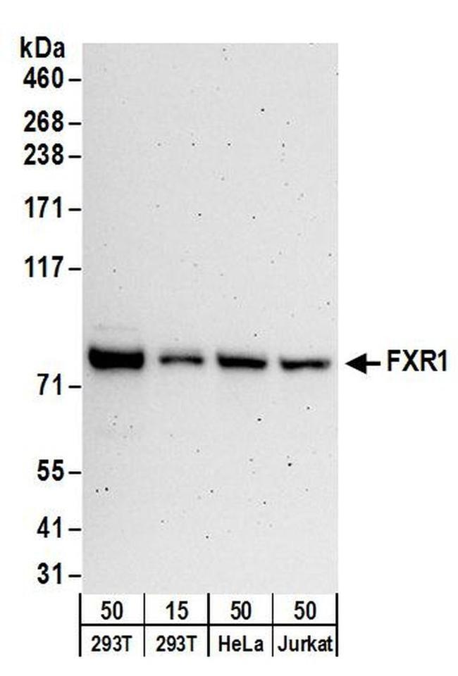 FXR1 Antibody in Western Blot (WB)