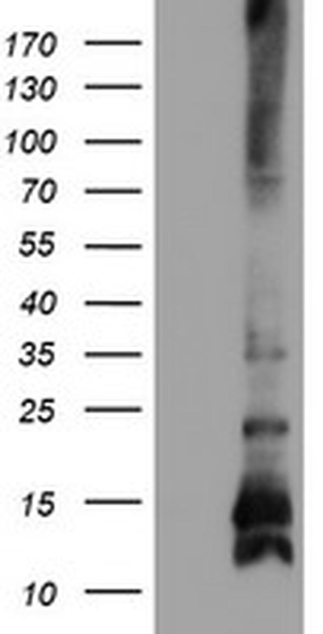 FXYD3 Antibody in Western Blot (WB)