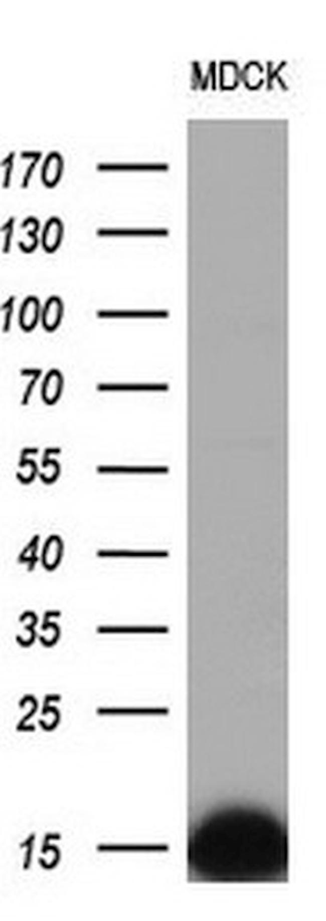 FXYD3 Antibody in Western Blot (WB)