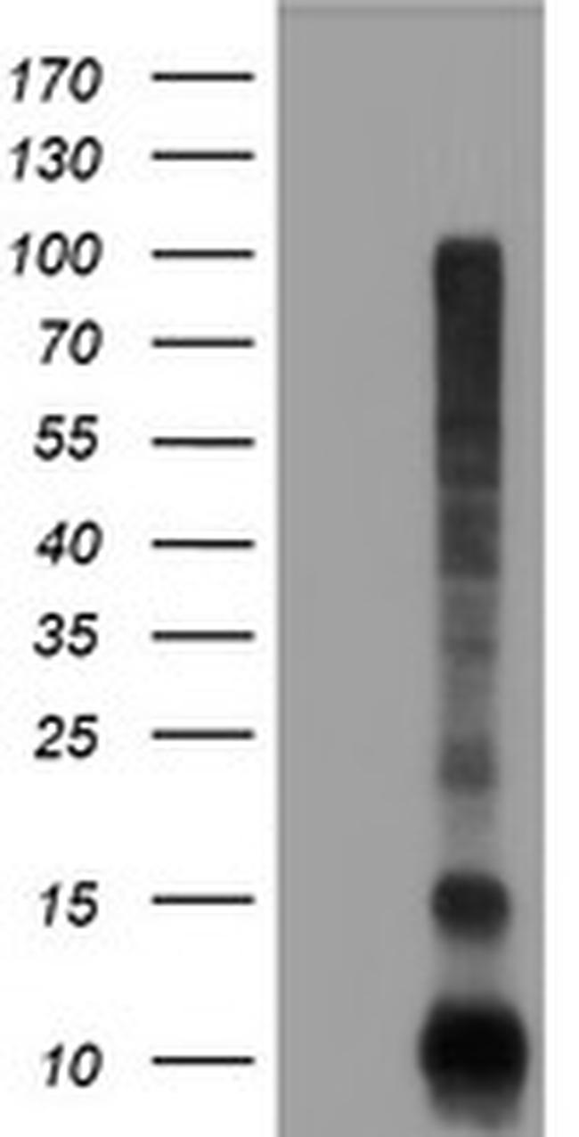 FXYD3 Antibody in Western Blot (WB)