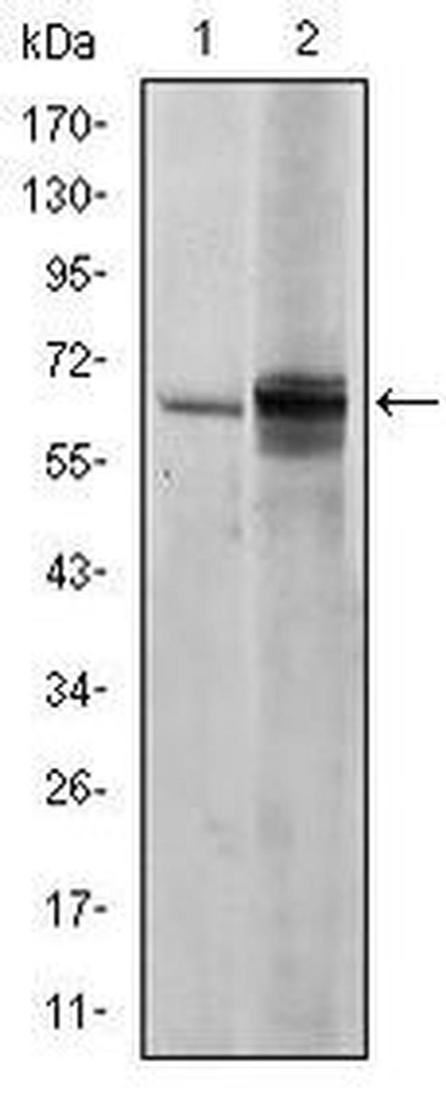 Fyn Antibody in Western Blot (WB)