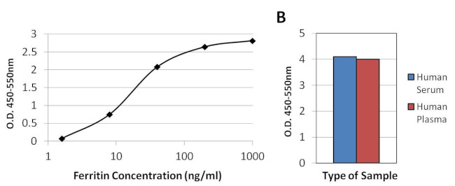 Ferritin Antibody in ELISA (ELISA)