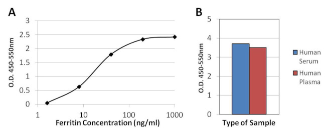 Ferritin Antibody in ELISA (ELISA)