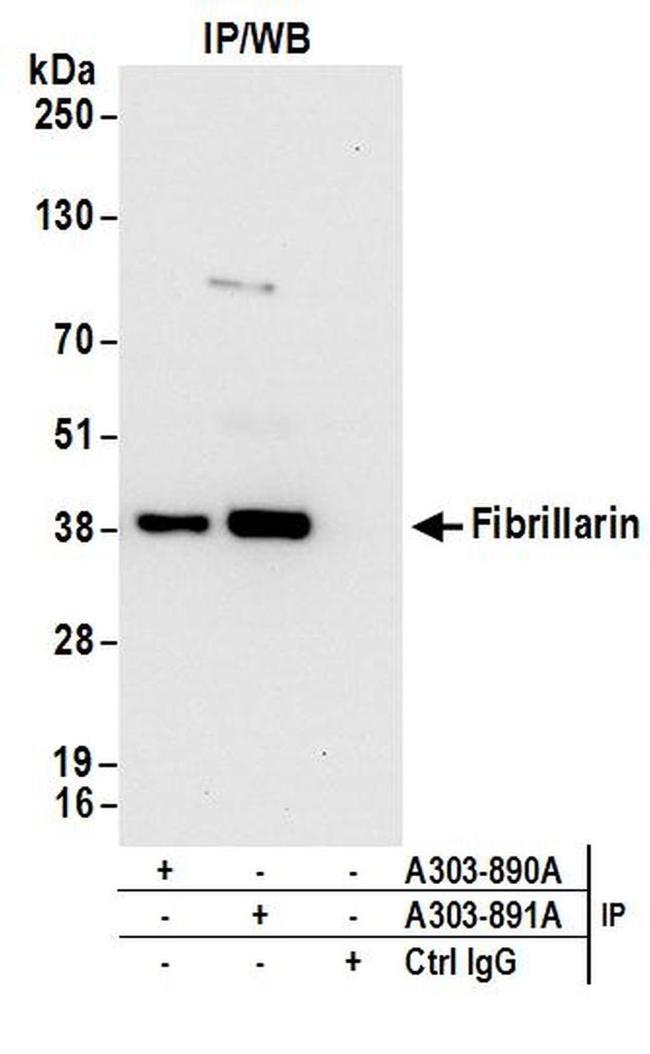 Fibrillarin Antibody in Western Blot (WB)