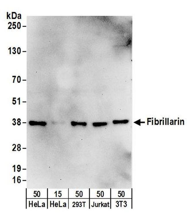 Fibrillarin Antibody in Western Blot (WB)