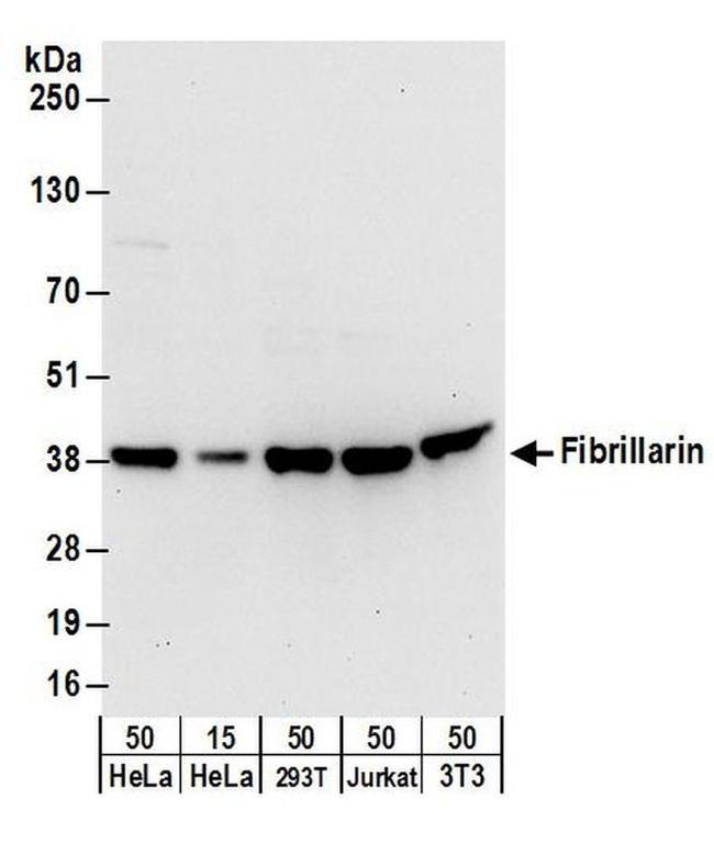 Fibrillarin Antibody in Western Blot (WB)