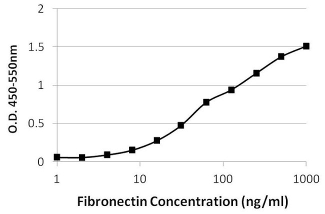 Fibronectin Antibody in ELISA (ELISA)