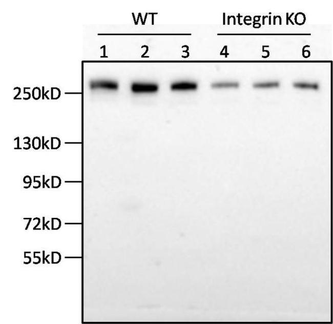 Fibronectin Antibody in Western Blot (WB)