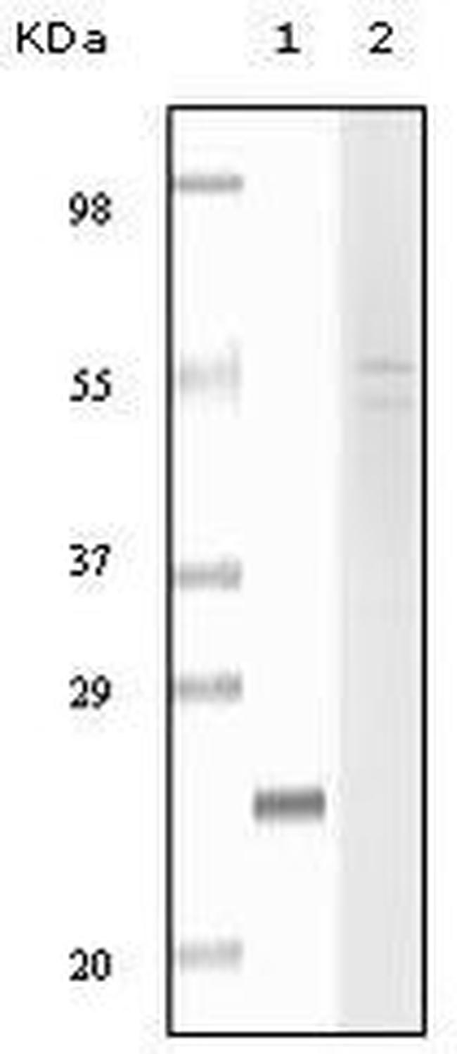 Fibulin 5 Antibody in Western Blot (WB)