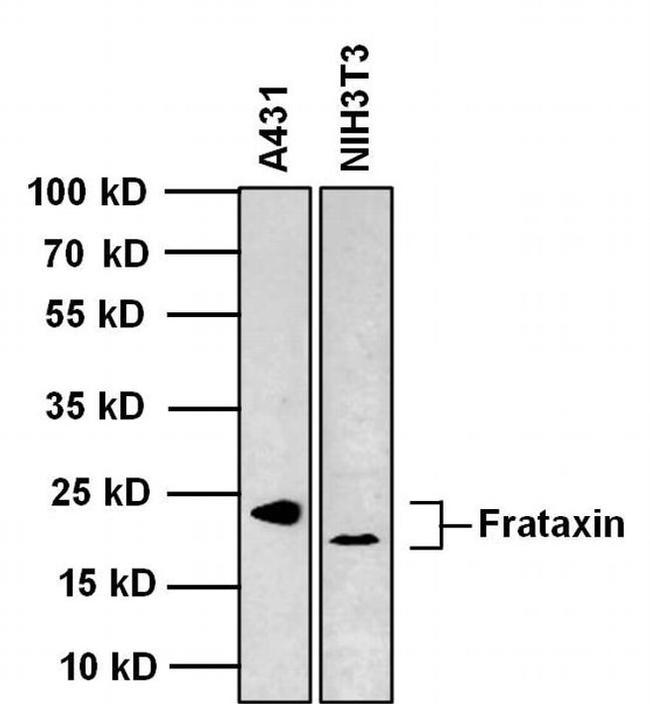 FXN Antibody in Western Blot (WB)