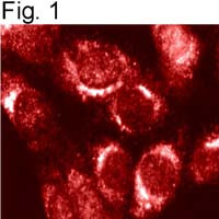 Furin Antibody in Immunocytochemistry (ICC/IF)