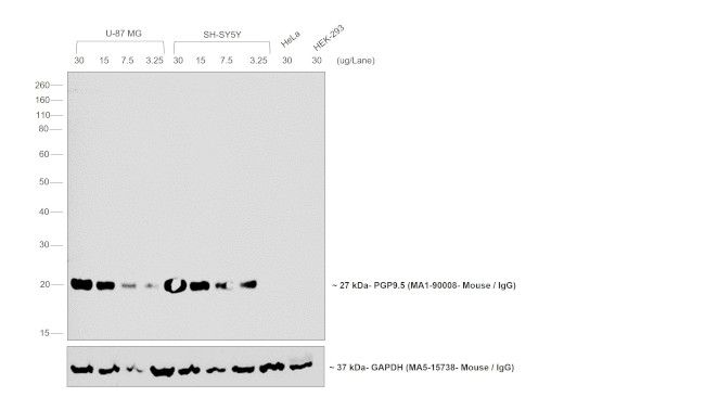 Mouse IgG (H+L) Cross-Adsorbed Secondary Antibody in Western Blot (WB)