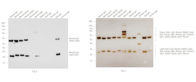 Mouse IgG (H+L) Cross-Adsorbed Secondary Antibody in Western Blot (WB)