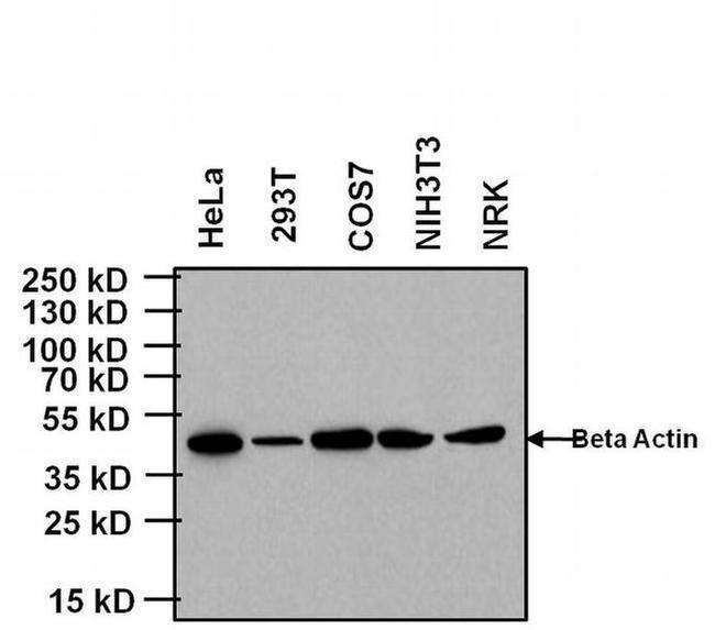 Mouse IgG (H+L) Cross-Adsorbed Secondary Antibody in Western Blot (WB)