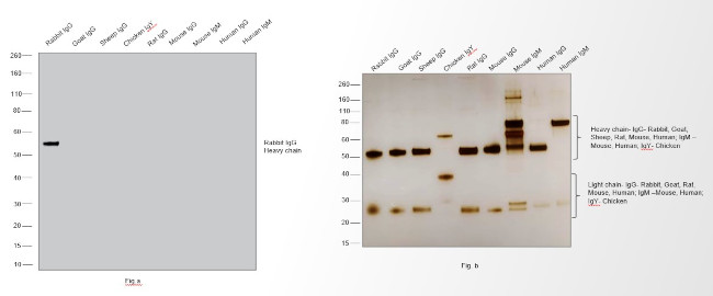 Rabbit IgG (H+L) Cross-Adsorbed Secondary Antibody