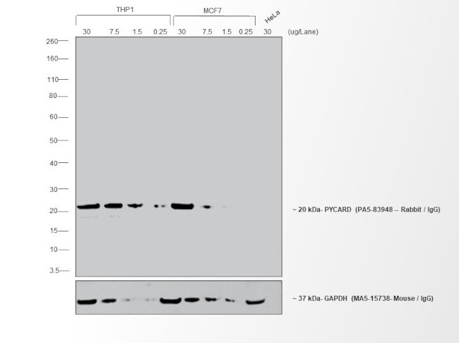 Rabbit IgG (H+L) Cross-Adsorbed Secondary Antibody in Western Blot (WB)