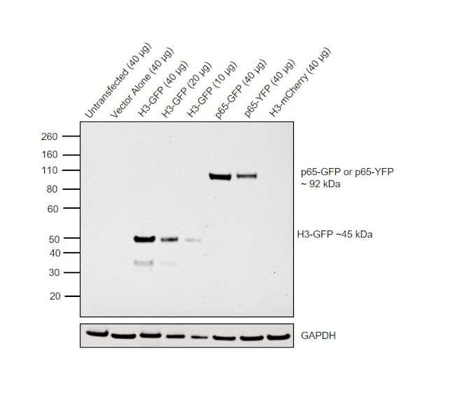 GFP Antibody