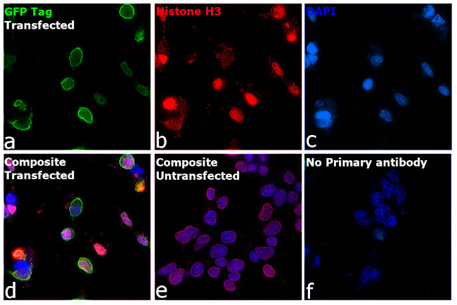 GFP Antibody in Immunocytochemistry (ICC/IF)