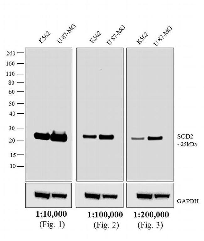 Mouse IgG (H+L) Cross-Adsorbed Secondary Antibody in Western Blot (WB)