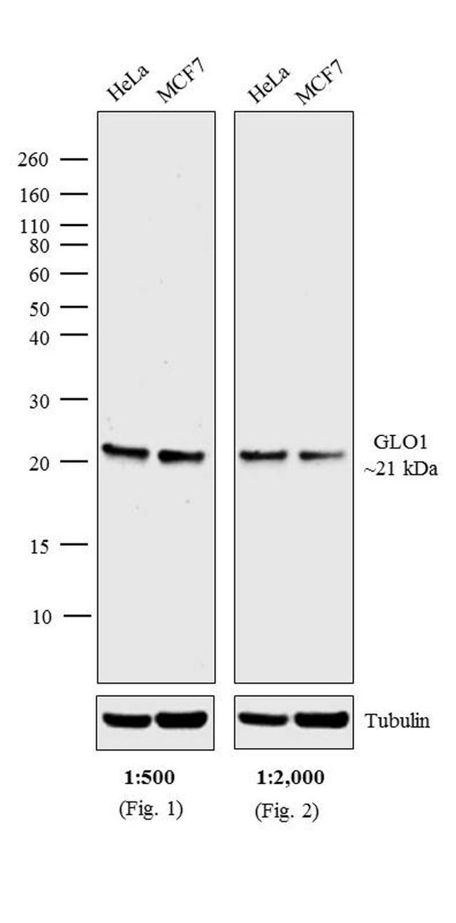 Mouse IgG (H+L) Cross-Adsorbed Secondary Antibody in Western Blot (WB)