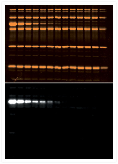 Mouse IgG (H+L) Cross-Adsorbed Secondary Antibody in Western Blot (WB)