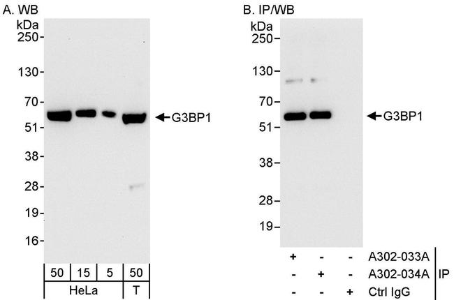 G3BP1 Antibody in Western Blot (WB)