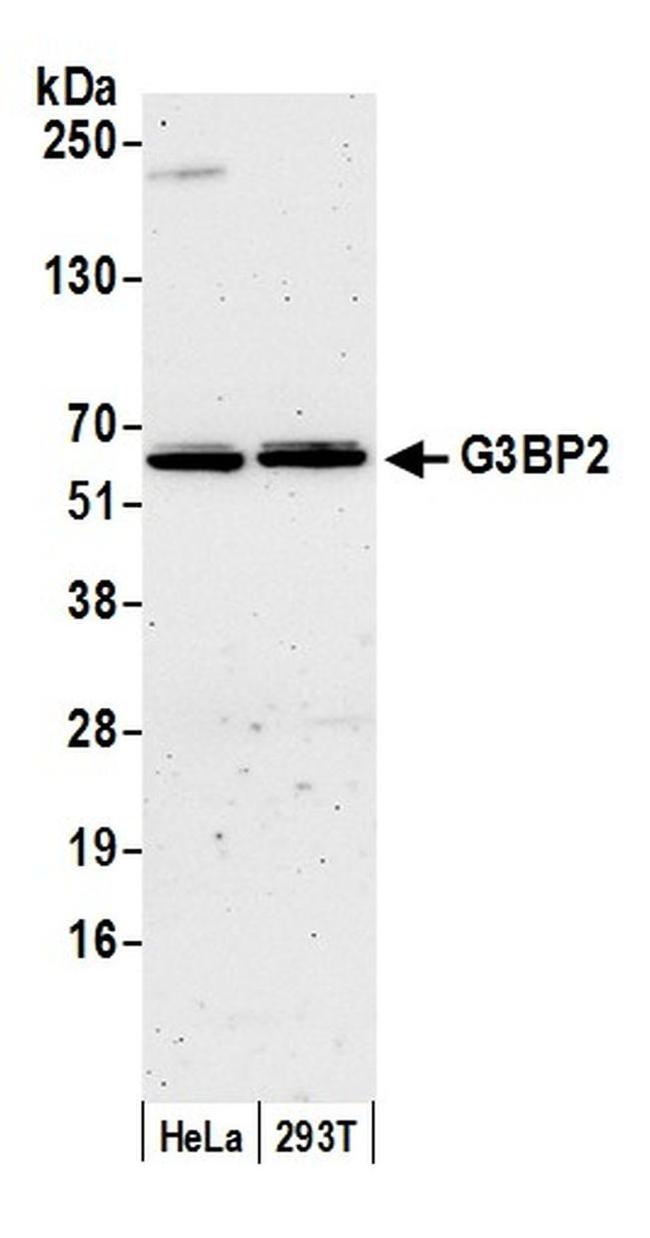 G3BP2 Antibody in Western Blot (WB)