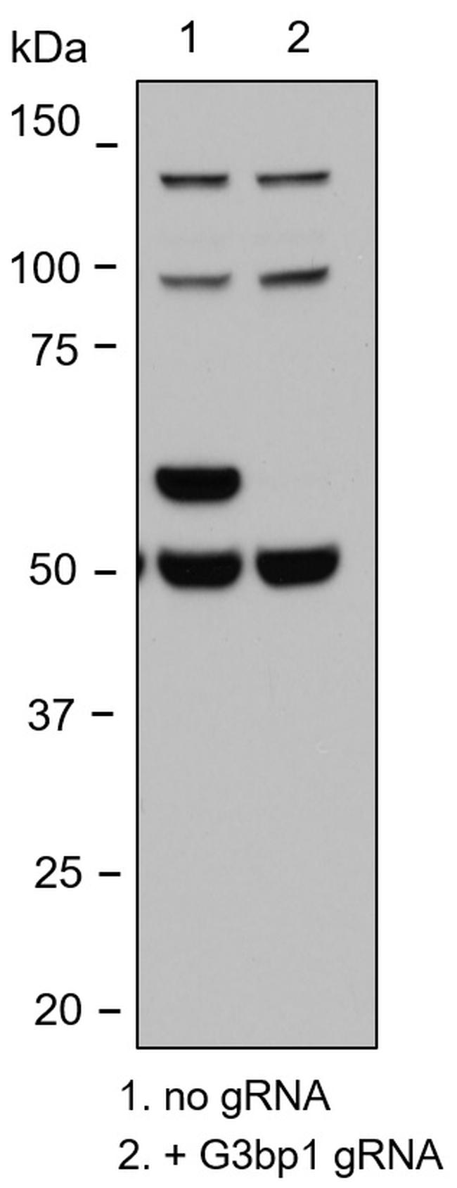 G3BP1 Antibody in Western Blot (WB)