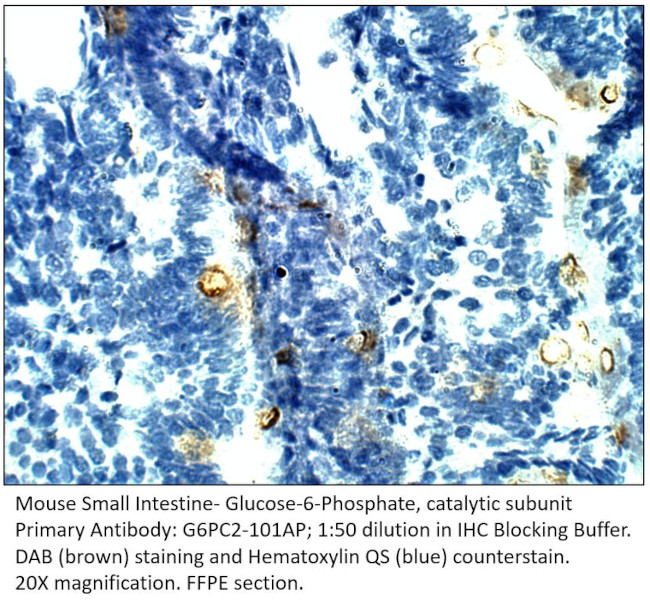 Glucose-6-Phosphate, catalytic subunit Antibody in Immunohistochemistry (IHC)