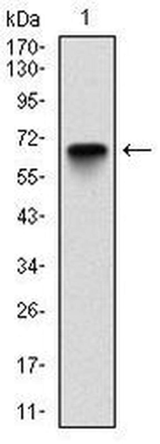 G6PD Antibody in Western Blot (WB)