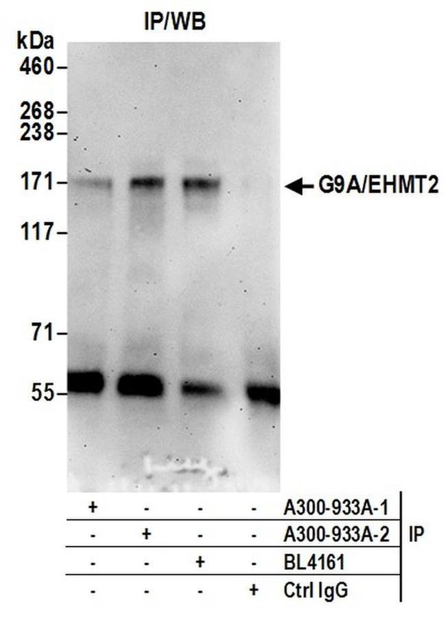 G9A/EHMT2 Antibody in Western Blot (WB)