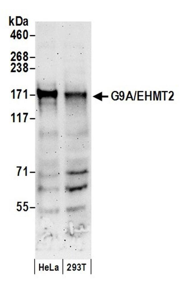 G9A/EHMT2 Antibody in Western Blot (WB)