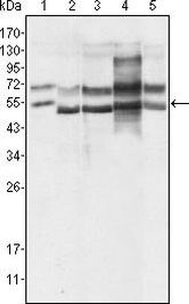 GABPA Antibody in Western Blot (WB)