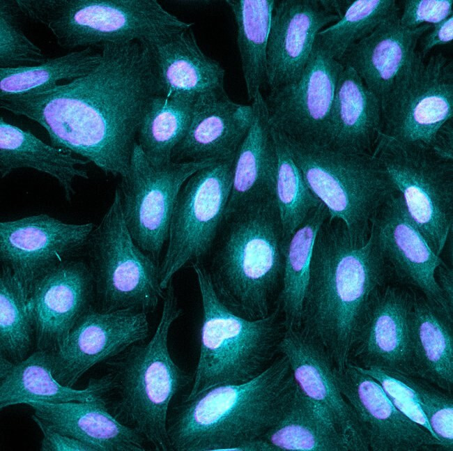 Chicken IgY (H+L) Cross-Adsorbed Secondary Antibody in Immunocytochemistry (ICC/IF)