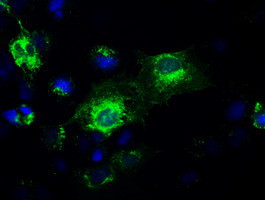 GAD1 Antibody in Immunocytochemistry (ICC/IF)