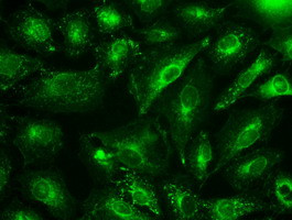 GAD1 Antibody in Immunocytochemistry (ICC/IF)