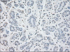 GAD1 Antibody in Immunohistochemistry (Paraffin) (IHC (P))