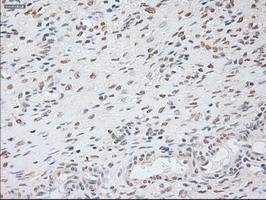 GAD1 Antibody in Immunohistochemistry (Paraffin) (IHC (P))