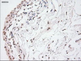 GAD1 Antibody in Immunohistochemistry (Paraffin) (IHC (P))