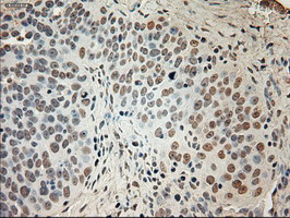 GAD1 Antibody in Immunohistochemistry (Paraffin) (IHC (P))