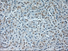 GAD1 Antibody in Immunohistochemistry (Paraffin) (IHC (P))