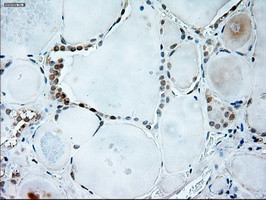 GAD1 Antibody in Immunohistochemistry (Paraffin) (IHC (P))