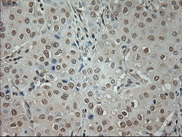 GAD1 Antibody in Immunohistochemistry (Paraffin) (IHC (P))