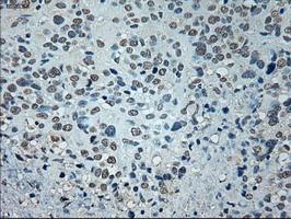 GAD1 Antibody in Immunohistochemistry (Paraffin) (IHC (P))