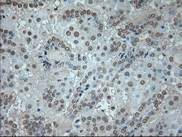 GAD1 Antibody in Immunohistochemistry (Paraffin) (IHC (P))