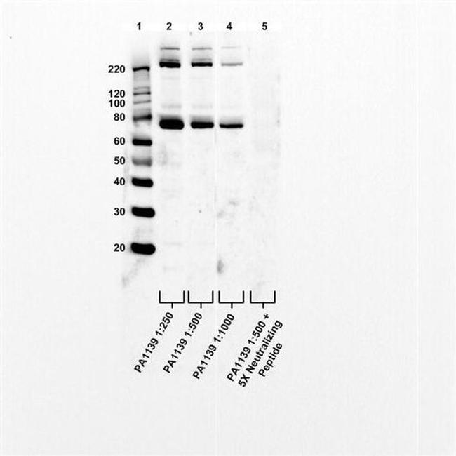 GADD34 Antibody in Western Blot (WB)