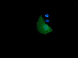 GADD45G Antibody in Immunocytochemistry (ICC/IF)