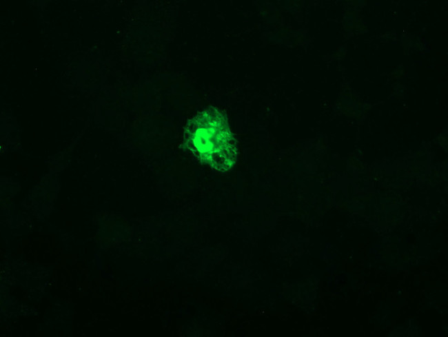 GADD45G Antibody in Immunocytochemistry (ICC/IF)